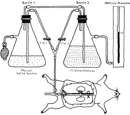 Fig.  1  Diagram  of  apparatus  for  pefusion  fixation