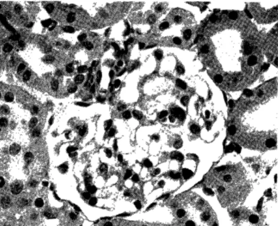 Fig.  7:  Kidney  from  a  rat  which  received 