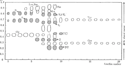 Fig.  4  The  paper  chromatogram  of  subfraction  V  eluted  from  Amberlite  CG-400        with 0.2N acetic acid.