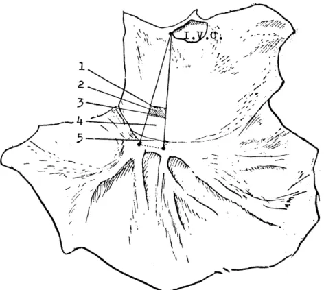 Fig.  1 .  Schematic  drawing  the  site  of  the  pacemaker  area  in  endocardial  side  of  the          right guinea pig  atrium