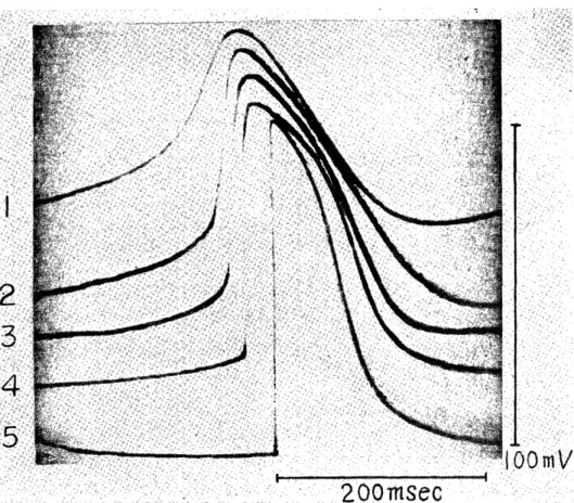 Fig.  2.  Transmembrane  action  potentials  recorded  from  the  pacemaker  area  and  its           vicinity in  an  experiment