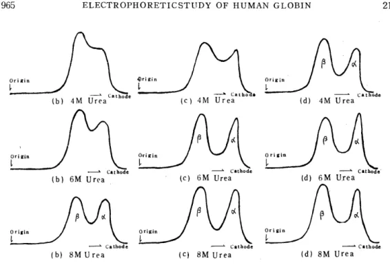 Fig.  6.  Densitometric  Patterns  of  Electrophoretic  Migration           Shown in  (b),  (c)  and  (d)  fo  Fig