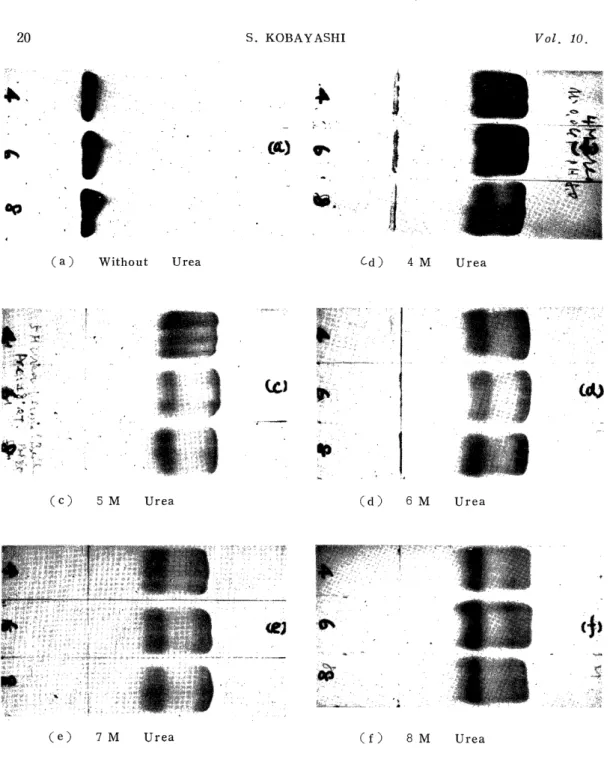 Fig.  5.  Effects  of  Urea  Concentration  in  Electrophoretic             Veronal Buffers on  Electrophoresis 