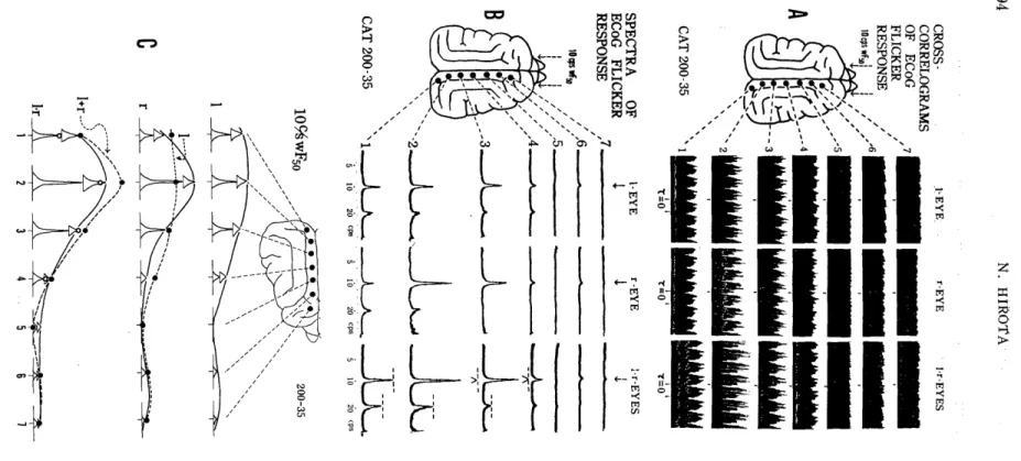 Fig.  5.  Crosscorrelograms  of  flash  light  stimulation  and  masspotentials  and  their  frequency  spectra