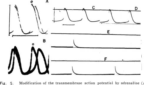 Fig.  5.  Modification  of  the  transmembrane  action  potential  by  adrenaline  (A),           acetylcholine (C,  D,  E,  F)  and  anaphylaxis in  the  presence of  DCI  (B)