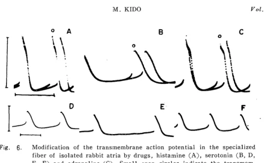 Fig.  6.  Modification  of  the  transmembrane  action  potential  in  the  specialized           fiber  of  isolated rabbit  atria  by  drugs, histamine (A),  serotonin  (B,  D, 
