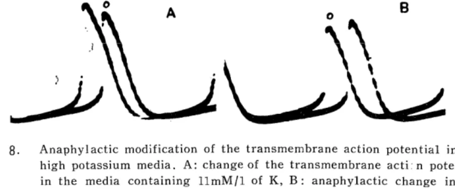 Fig.  8.  Anaphylactic  modification  of  the  transmembrane  action  potential  in  the            high  potassium media