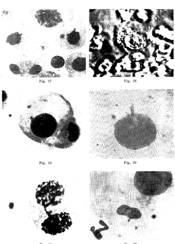 Fig.  17  Fig.  18