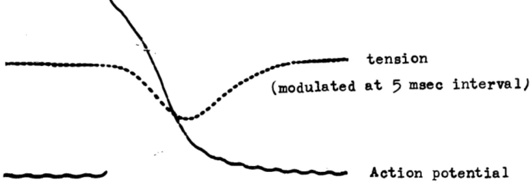 Fig.  1  Transmembrane  action  potential  pattern  and  tension            curve of  the  guinea pig  atrium,