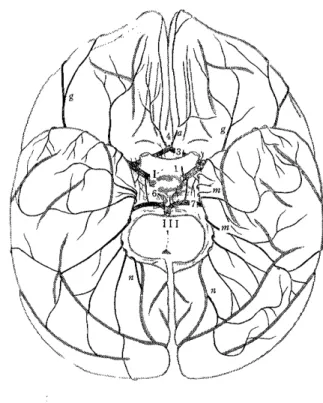 FIG.  5  Base  of  cerebrum  after  removal  of  the  brain  stem
