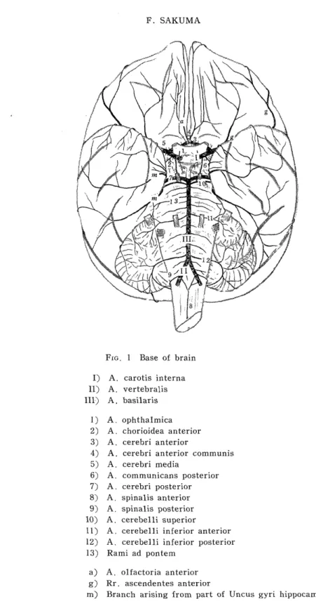 FIG.  1  Base  of  brain   I)  A.  carotis  interna  II)  A.  vertebralis  III)  A.  basilaris  1)  A