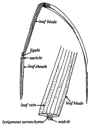 Fig.  3.  Structure  of  rice leaf. This  figure  is  adapted from  Hoshikawato).