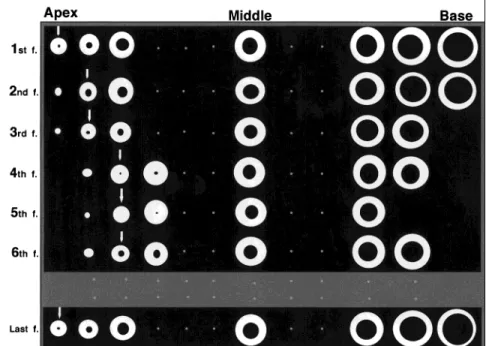 FIGURE 1. The alignment of short-axis im- im-ages from the apex to the base (left to right) for each frame during a cardiac cycle