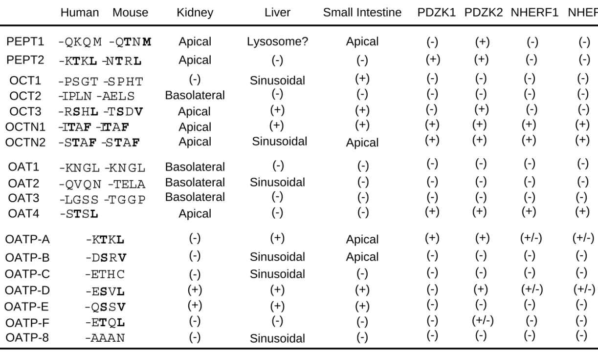 Table 1.  C-terminal sequence, tissue localization and protein interaction of drug transporters of the  SLC superfamily in humans and mice