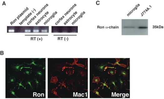 Fig. 1 Ron  is  expressed  in  microglia.  (A)  RT-PCR  analysis.  Microglia  were  cultured  in  mN3  medium  for  24  h;  astrocytes  were  cultured  in  DF  medium  containing  10%  FBS  for  2  weeks  and  contaminated  cells  were  detached  and  remo