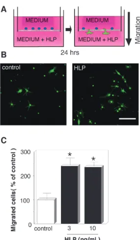 Fig. 3 HLP  does  not  affect  microglial  survival  and  prolifer- prolifer-ation.  (A)  Double  staining  of  microglia  using  Calcein-AM  and  PI
