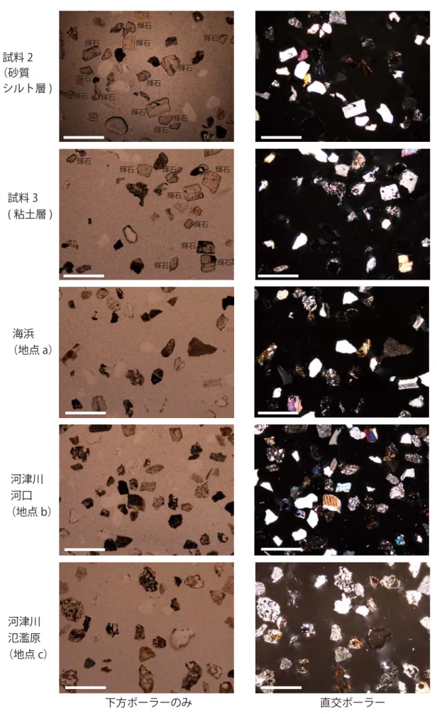Fig. 10　Photographs of thin sections of medium-sand-sized grain (0.25‒0.50 mm in diameter) of each sample.