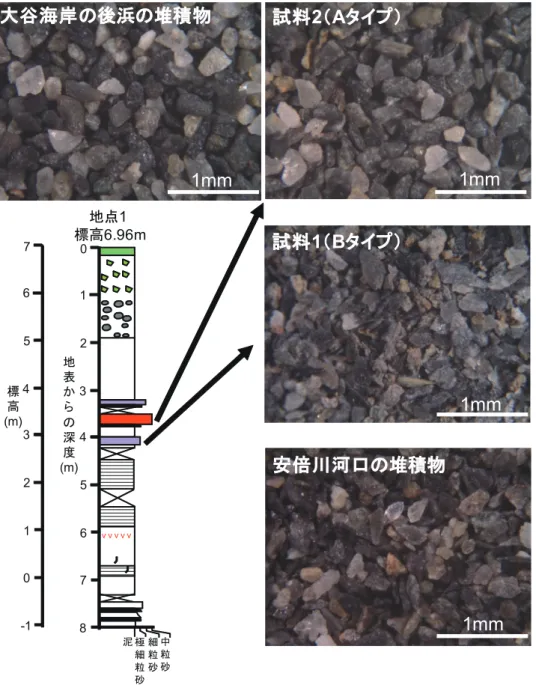 Fig. 8　Morphologic feature of sand grains (ranging 0.25–0.125 mm in diameter) in two sand layers at site 1  and surface sediments from Oya Beach and the mouth of the Abe River.
