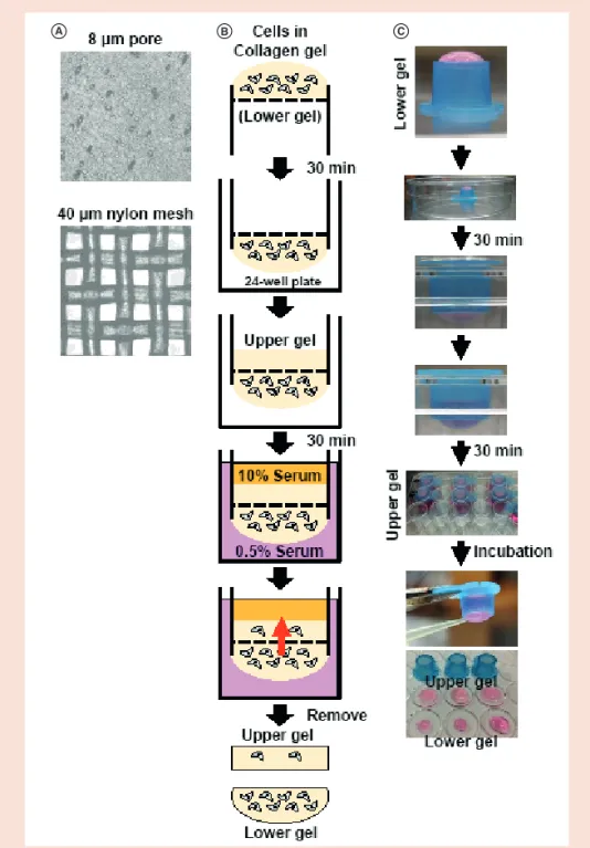 Figure 1. Schematic illustration of the iCT assay. (A) Comparison of polycarbonate membrane with 8-μm  pores used for the Boyden chamber assay (Corning Costar, NY, USA) and nylon membrane used for iCT  assay with a 40-μm 2  mesh