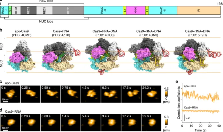 Fig. 1 HS-AFM observations of apo-Cas9 and Cas9 – RNA. a Domain structure of S. pyogenes Cas9