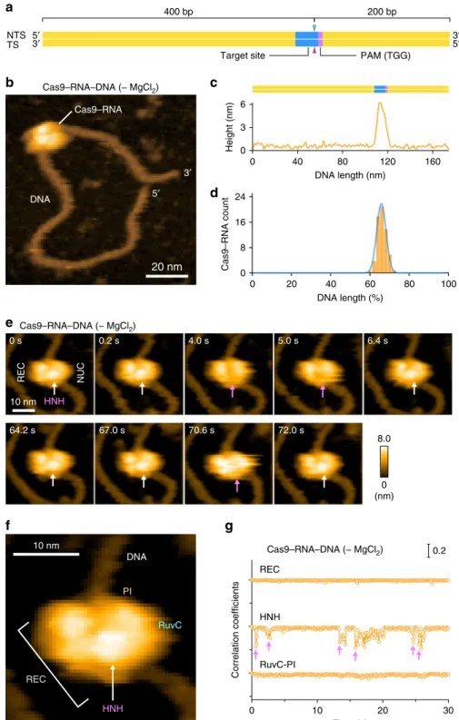 Fig. 2 HS-AFM observations of Cas9 – RNA – DNA. a Schematic of the dsDNA substrate. The target site and the PAM are colored blue and purple, respectively