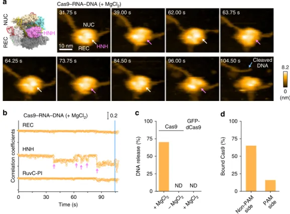 Fig. 3 HS-AFM observations of DNA cleavage by Cas9 – RNA. a Sequential HS-AFM images of Cas9 – RNA – DNA in the presence of MgCl 2 