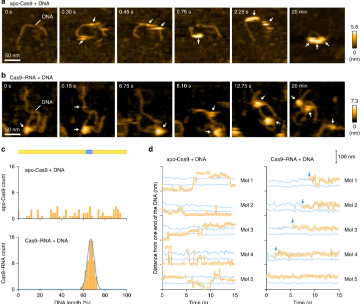 Fig. 5 HS-AFM observations of target interrogation by Cas9 – RNA. a, b Sequential HS-AFM images of the DNA after addition of apo-Cas9 (a) and Cas9 – RNA (b) on the lipid bilayer