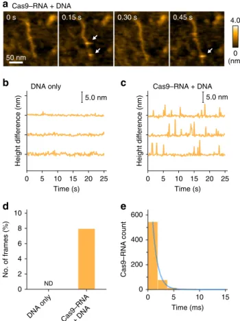 Fig. 6 HS-AFM observations of the non-speci ﬁ c transient binding of Cas9 – RNA. a Sequential HS-AFM images of Cas9 – RNA molecules transiently bound to non-target sites of the DNA