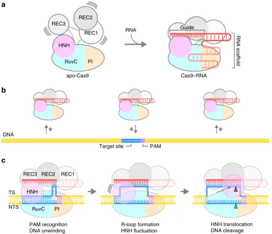 Fig. 7 Model of CRISPR-Cas9 action. a Assembly of the Cas9 – RNA binary complex. b Target DNA interrogation by Cas9 – RNA via three-dimensional diffusion