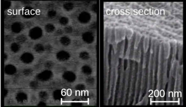 図 1 陽極酸化皮膜の SEM 像