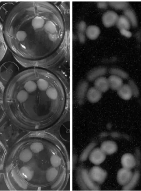 Fig. 5.  Changes  in  bioluminescent  output  from  the  immobilized  cells  of  strain  OC2-1  during  the  incubation