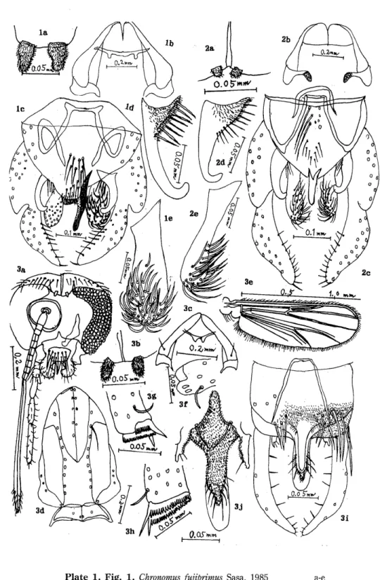 Fig. 2. Chronomus kagaensis Sasa, 1995 a-e