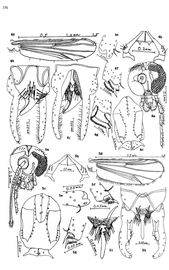 Fig. 5. Microchironomus ' tener (Kieffer, 1918)