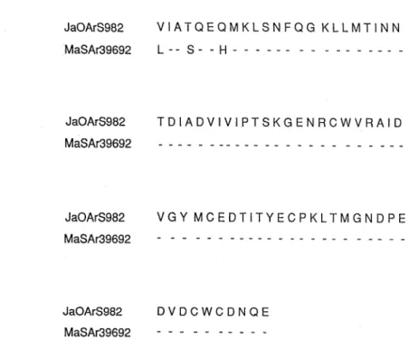 Fig. 2. Amino acid sequences deduced from the 240 nucleotides used for determining genetic relatedness among JE virus isolates.