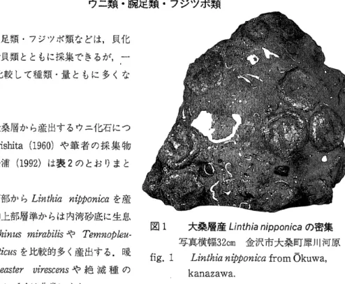 表 1 の リス トは,松浦 ( 1 9 8 5 ) の Ta bl e1 6 ( 金沢 〜小矢部地域の大桑 層産 貝化石 )の 中か ら,金 沢地域 か ら津幡地区,金沢地区に隣接す る小矢部地 区の各一部 を含めて リス トア ップ した もの であ る.さ らに,その後採集 された大形の腹足類 として ,Ra f , a ndv e no s a , Ne pi u n e ab ul b a c e a , An c i s t r o l e pゐ gr ;a mm a t u s ,Vo l u