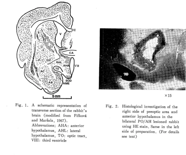Fig. 1. A schematic representation of transverse section of the rabbit's brain (modified from Fifkova and Marsala, 1967).