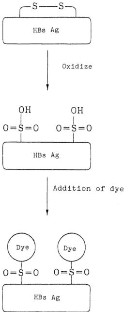 Fig. 2. Mechanism ofHBs Agstaining method.