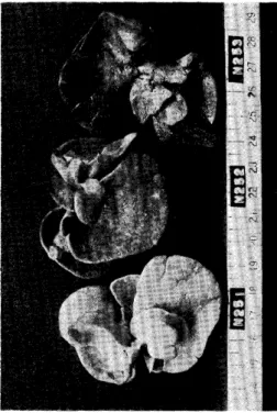Fig. 1. Macroscopic appearance of livers of one experimental-group-rats. In this group only one nodule seen in Fig