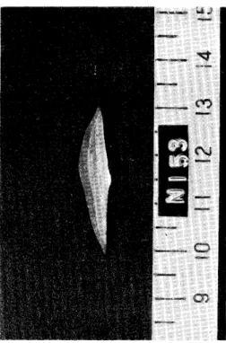 Fig. 4. Cross section of the liver lobe having the largest nodules in this control group.