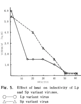 Fig. 4. Cytopathic effect of Lp and Sp variant viruses to HeLa cells.