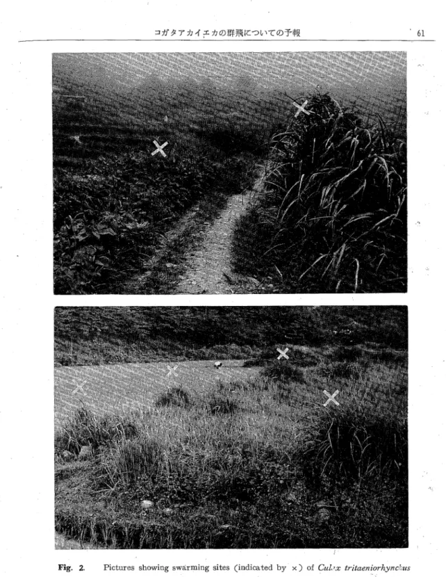 Fig. 2. Pictures showing swarming sites (indicated by x ) of Cul>x tritaeniorhyncuus 行動の分析をおこなうのは困難だということである． しかし大体の傾向はうかがい得るように思われる．帯 1表から判るように，季節的にみると，定形的群飛で は，♀の比率が9月に特に高くて10月以後は特に低い が，蚊最盛期のワ，8月は採集回数をふやせば♀がも っと高率に見られたのではないかと思われる．ドライ アイス付近では5〜7月に断然高く，