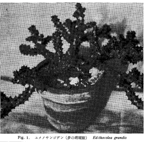Fig.  1.  ユメノサンゴデン（夢の珊瑚殿） Edithocolea  grandis 
