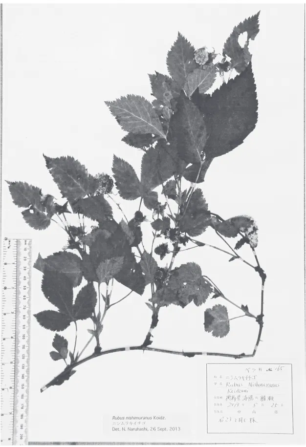 図 2.　大阪市立自然史博物館に収蔵されている証拠標本の内の１点（2013 年5月25 日採集）．
