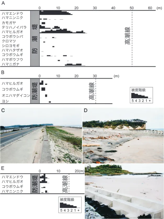 図 3. A.  津波前の松川浦大洲海岸における帯状調査結果（湯澤他  2009）．B. 津波後（2012年 11月15 日）の松川浦大洲 海岸における帯状調査結果． C