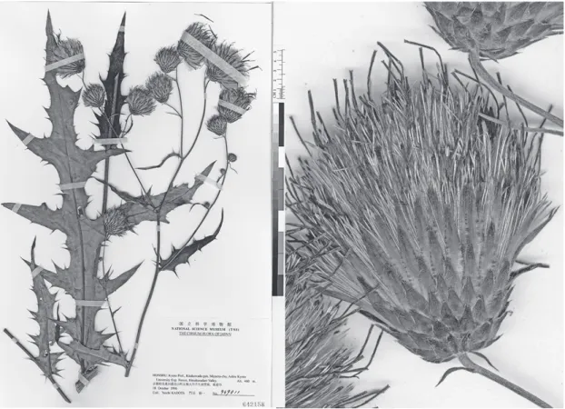 図 1 ．アシウアザミとその頭花．京都府南丹市京都大学芦生研究林櫃倉谷産．