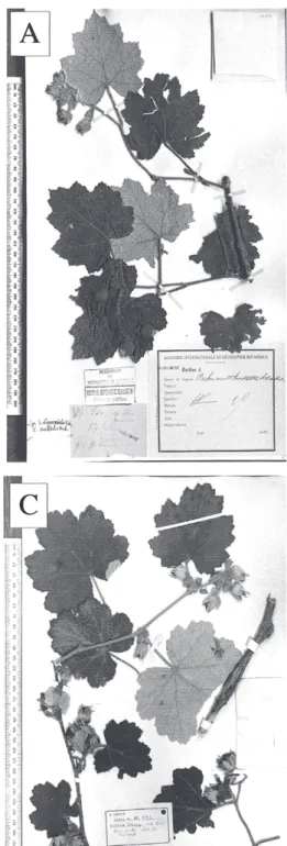 Fig. 1.  A: Holotype of Rubus multibracteatus H. Lév. et Vaniot, Bodinier no. 494 （ E ） 