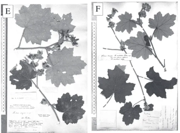 Fig. 1.  （ continued ）  E: Holotype of Rubus major, Forrest no. 916  （ E ） . F: Holotype of R