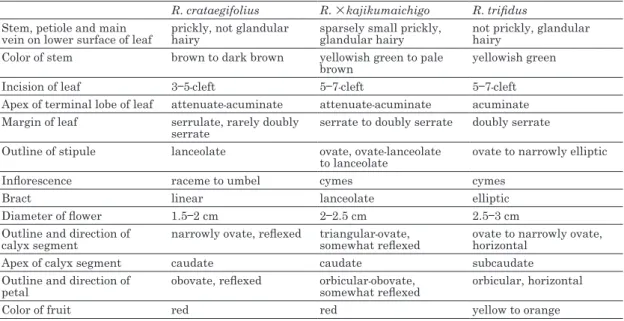 Table  1.  Morphological  comparison  in  Rubus  crataegifolius, R. × kajikumaichigo  and  R
