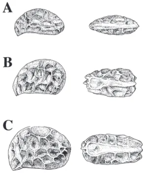 Fig. 4. Pyrenes of three Rubus taxa. Left, side views ; right, hilum side. A, R. hirsutus ; B, R