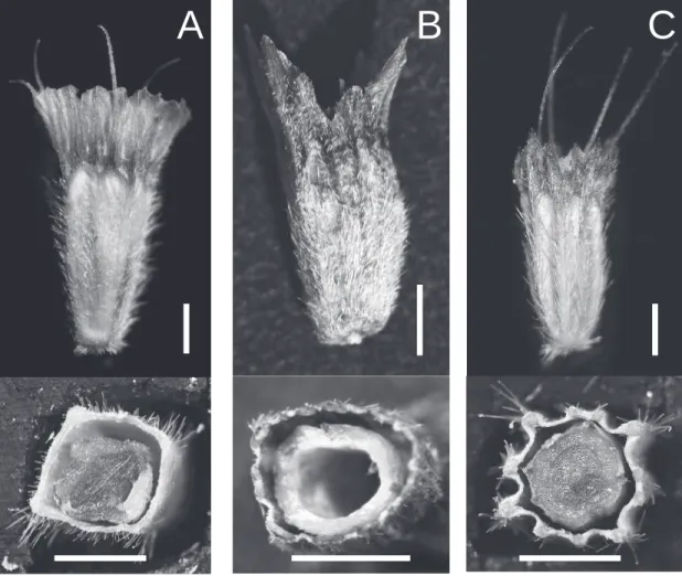 Fig. 6. Fruits morphology of Scabiosa plants. マツムシソウ属植物の果実形態. A：エゾマツムシソウ；B：ニイタカ マツムシソウ；C：マツムシソウ